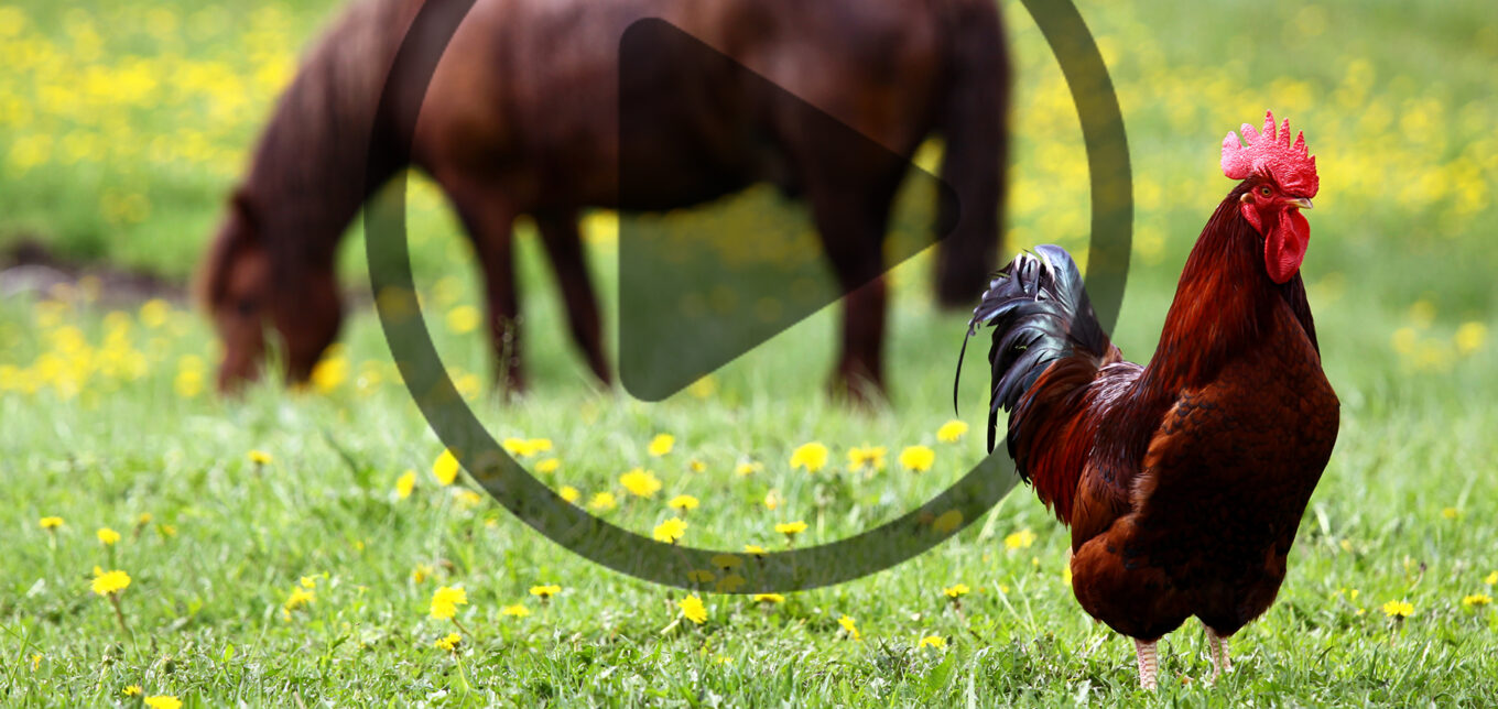 Chicken Combs: Problems and Care – Mother Earth News - Vimarsana News